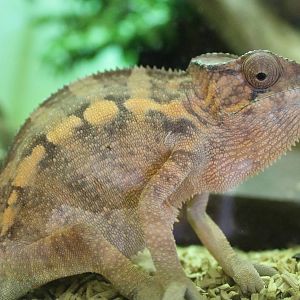 Furcifer pardalis - Masoala