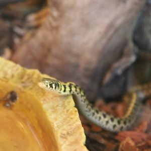 Thamnophis marcianus