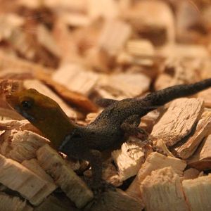 Gonatodes albigularis