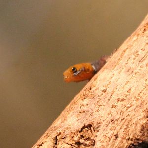 Gonatodes albigularis