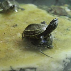Turtle ID