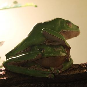 Phyllomedusa bicolor