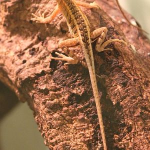 Chalarodon madagascariensis