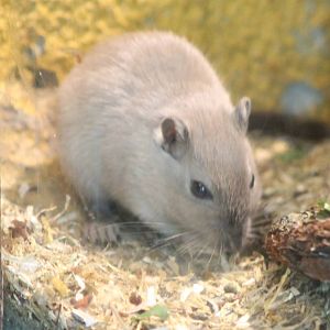 Mongolian gerbil