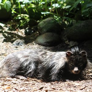 Raccoon dog
