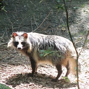 Raccoon dog