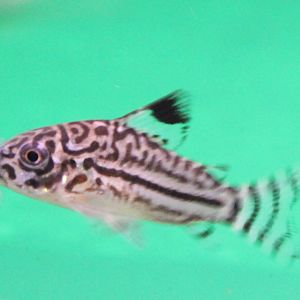 Corydoras julii