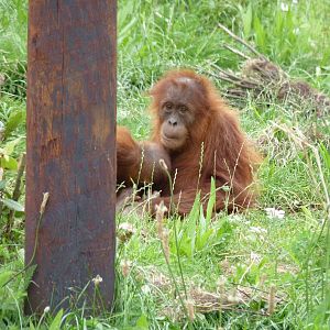 Sumatran Orangutans, September 2016