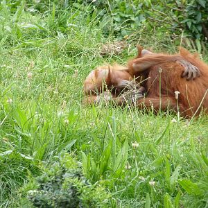 Sumatran Orangutans, September 2016