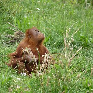 Sumatran Orangutans, September 2016