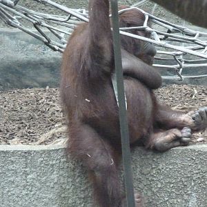 Bornean Orangutan, September2016