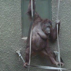 Bornean Orangutan, September2016