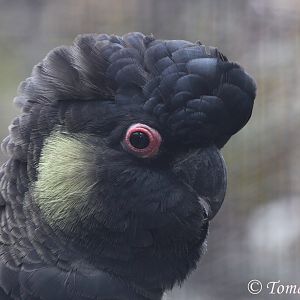 Tasmanian Yellow-tailed Black-cockatoo (Calyptorhynchus funereus xanthonotu