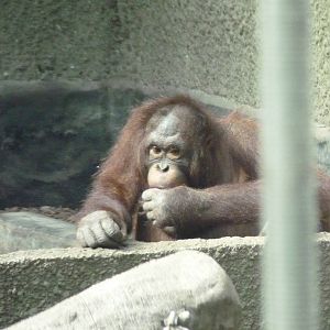 Bornean Orangutan, September 2016