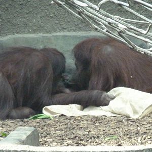Bornean Orangutan, September 2016