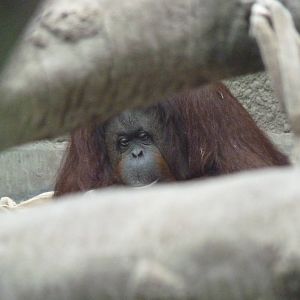 Bornean Orangutan, September 2016