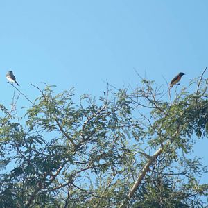 Small minivets - Bali