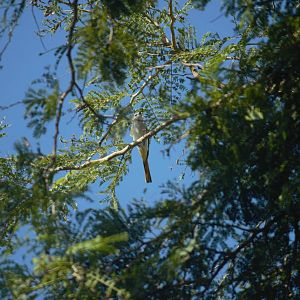 Small minivet female - Bali