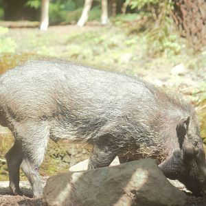 Javan warty pig - Taman Safari II