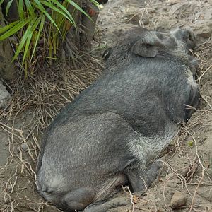 Javan warty pig - Gembira Loka Zoo