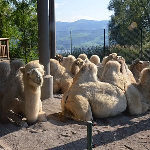 Domestic Bactrian Camels at Knie Kinderzoo, 11/09/16