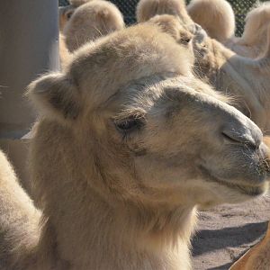 Domestic Bactrian Camel at Knie Kinderzoo, 11/09/16