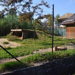 Cheetah Enclosure at Knie Kinderzoo, 11/09/16
