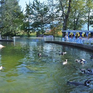 Penguin Enclosure at Knie Kinderzoo, 11/09/16