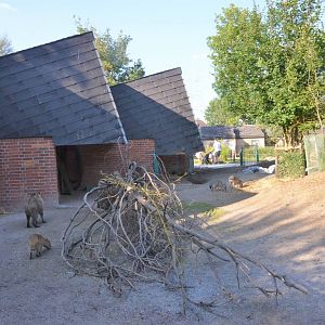 Rodent Paddock at Knie Kinderzoo, 11/09/16