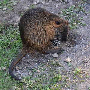 Coypu at Knie Kinderzoo, 11/09/16