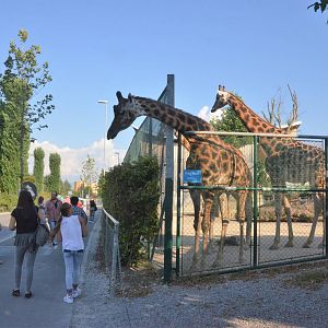 Giraffes at the Roadside at Knie Kinderzoo, 11/09/16