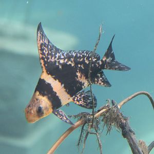 Jungola - Chinese highfin banded shark