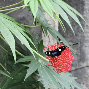 Jungola - Butterflies