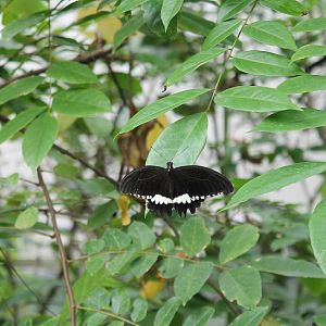 Jungola - Swallow-tailed butterfly
