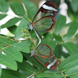 Jungola - Mating Glas-winged butterflies