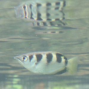 Jungola - Archerfish