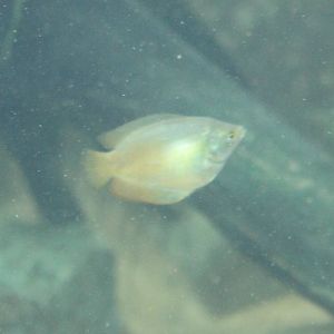 Jungola - Dwarf gourami