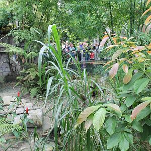 Jungola - Chinese alligator enclosure
