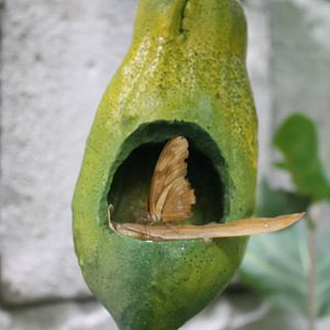 Jungola - Dryas julia