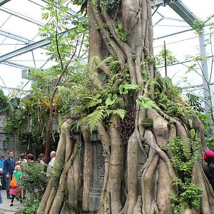 Jungola - Fake tree with invertebrate enclosures