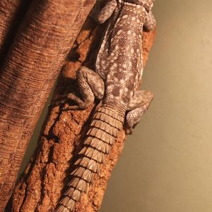 Oplurus cyclurus - Merrem's Madagascar swift