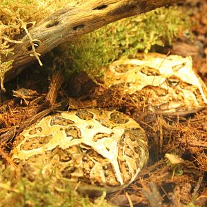 Ceratophyrus cornuta