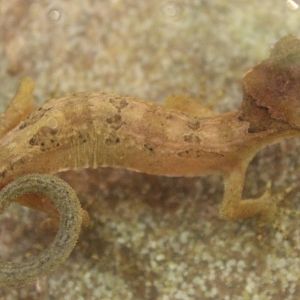 Cyrtodactylus elok - Malaysian bow-fingered gecko
