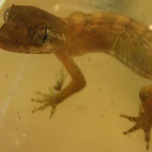 Cyrtodactylus elok - Malaysian bow-fingered gecko