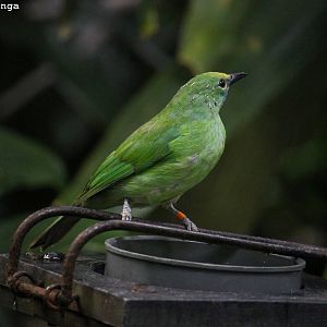 Golden-fronted leafbird - Burgers' Bush