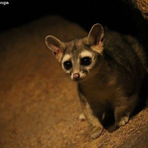 Ringtail - Burgers' Desert