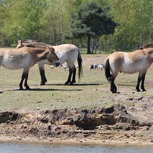 Przewalski horses
