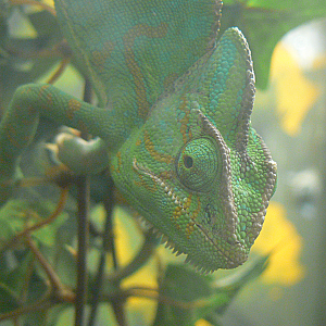 Veiled Chamaeleon - 1 October 2016