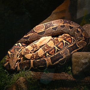 Red-tailed Boas - 1 October 2016