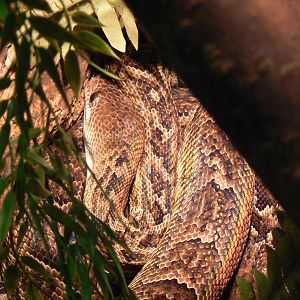 Cuban Tree Boa - 1 October 2016